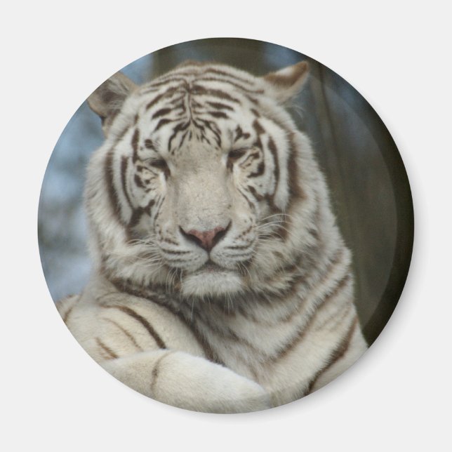 White Tiger Magnet (Vorne)