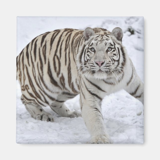 White Tiger Magnet (Vorne)