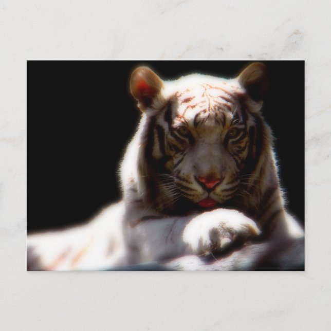 White Tiger Mirage Postkarte (Vorderseite)