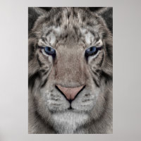White Tiger