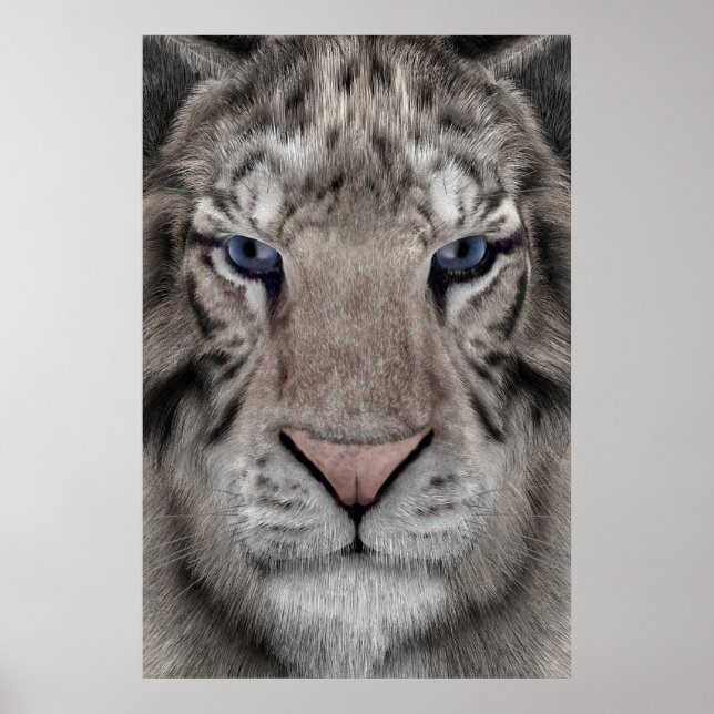 White Tiger Poster (Vorne)