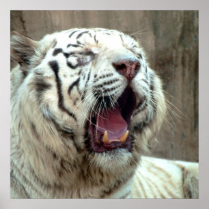 White Tiger Poster