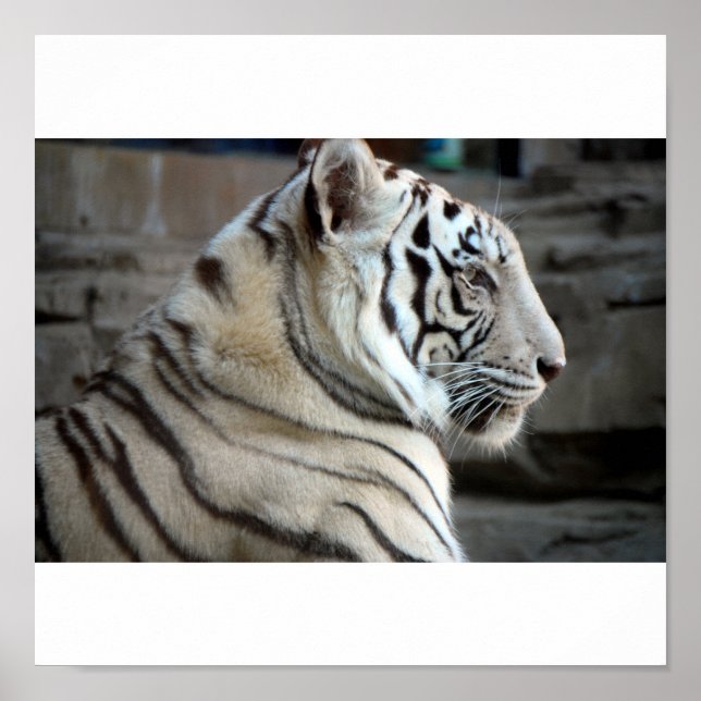 White Tiger Poster (Vorne)