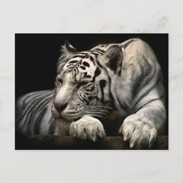 White Tiger Postkarte (Vorderseite)