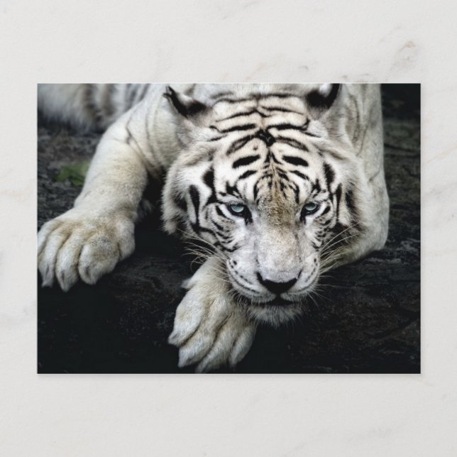 White Tiger Postkarte (Vorderseite)