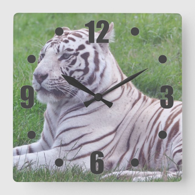 White Tiger Quadratische Wanduhr (Vorderseite)