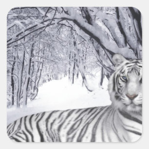 WHITE TIGER QUADRATISCHER AUFKLEBER