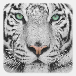 White Tiger Quadratischer Aufkleber