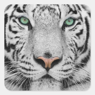 White Tiger Quadratischer Aufkleber