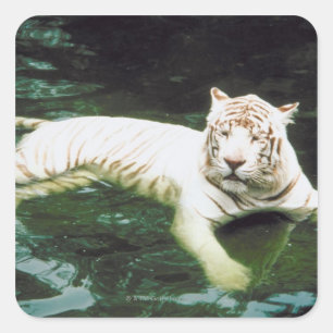 White Tiger Schwimmen friedlich Quadratischer Aufkleber