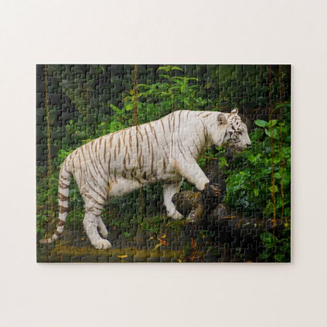 White Tiger Singapur. (Horizontal)