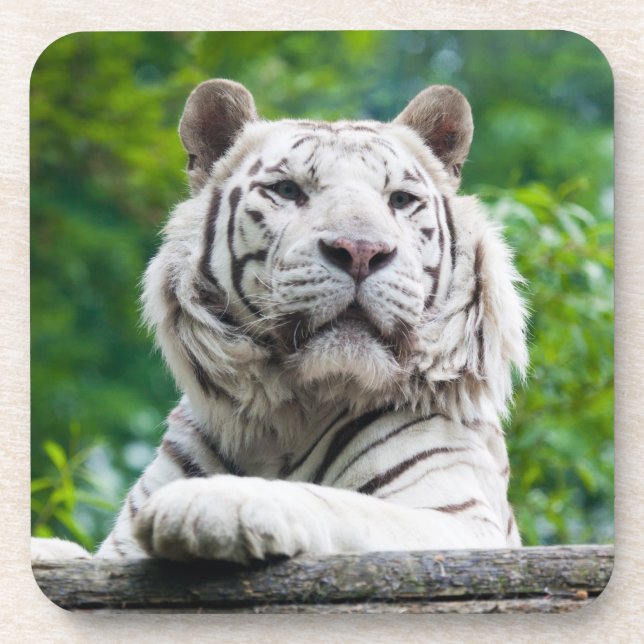 White Tiger Untersetzer (Vorderseite)