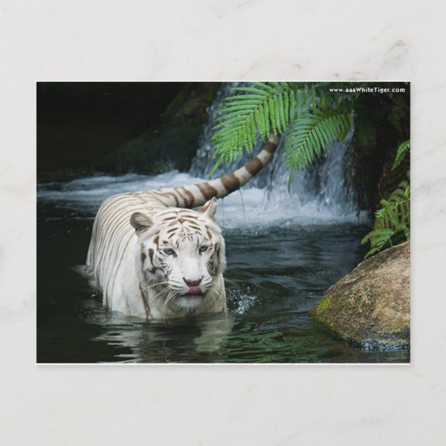 White Tiger Water Postkarte (Vorderseite)