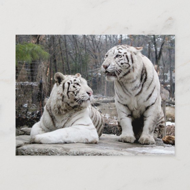 White Tigers Postkarte (Vorderseite)