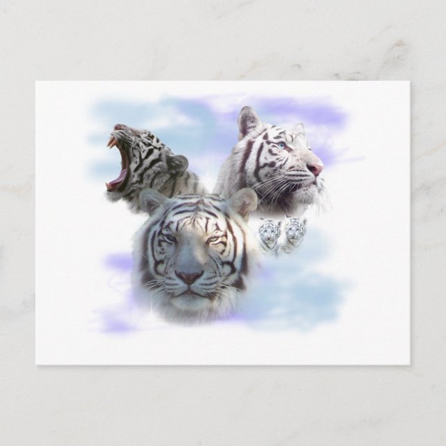 White Tigers Postkarte (Vorderseite)