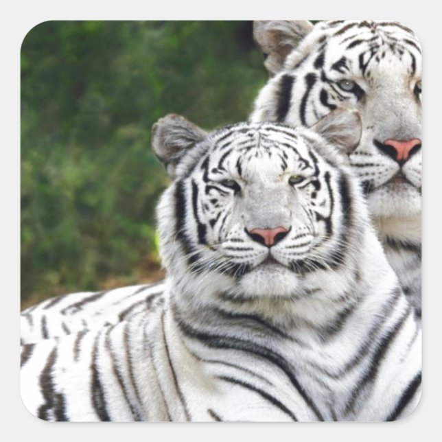 White Tigers Quadratischer Aufkleber (Vorderseite)