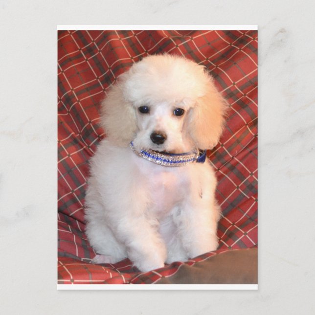 White Toy Poodle Fluffy Puppy Postkarte (Vorderseite)
