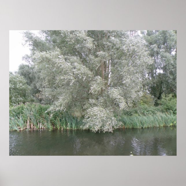 White Tree and River Landscape Print Poster (Vorne)