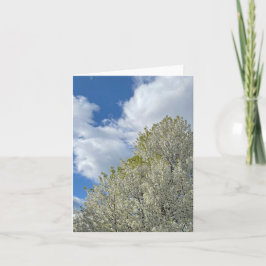 White Tree Blue Sky Clouds Photo