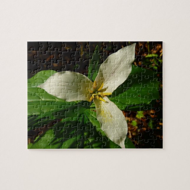 White Trillium Blume Spring Wildblume (Horizontal)
