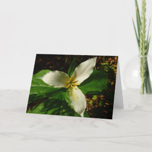 White Trillium Blume Spring Wildblume Karte