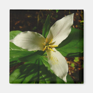 White Trillium Blume Spring Wildblume Magnet