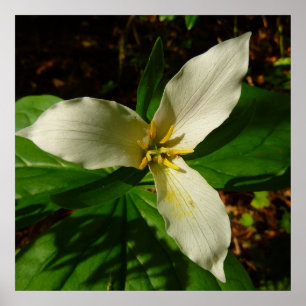 White Trillium Blume Spring Wildblume Poster