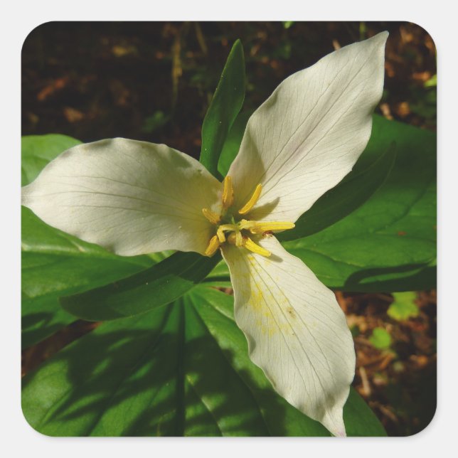 White Trillium Blume Spring Wildblume Quadratischer Aufkleber (Vorderseite)