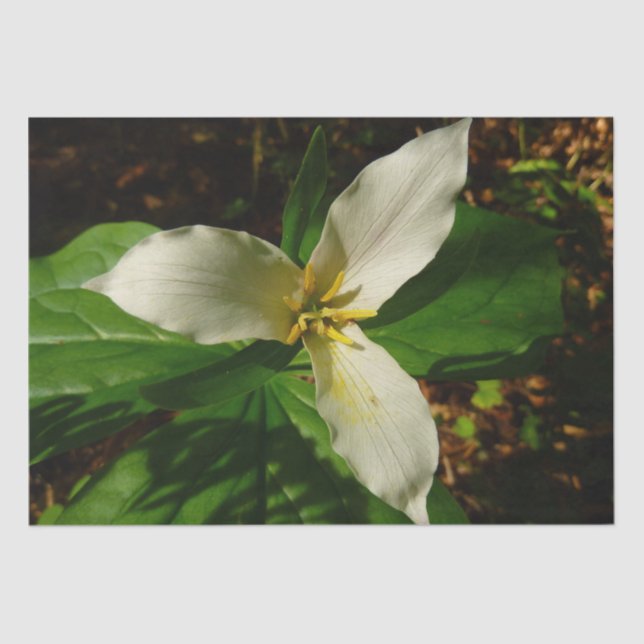 White Trillium Blume Spring Wildblume Seidenpapier (Vorderseite)