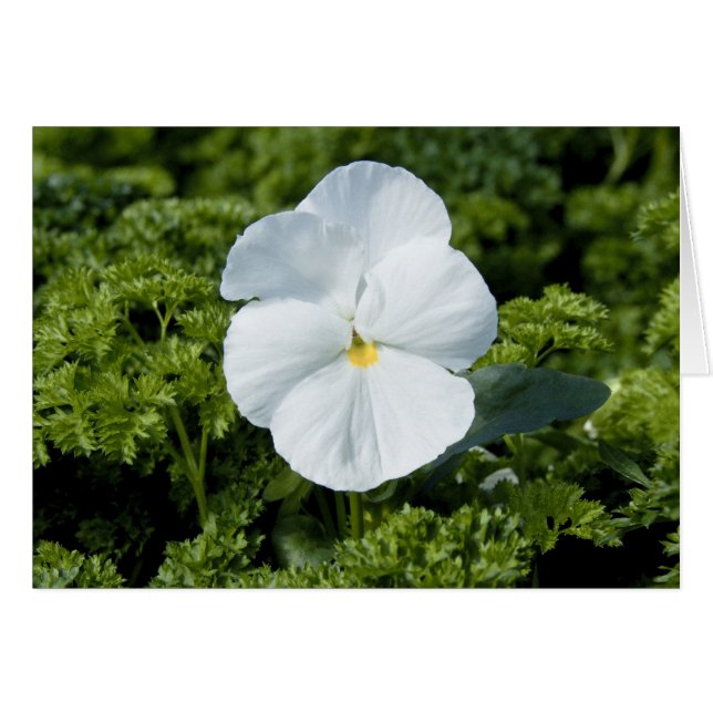 White Viola Card (Vorderseite (Horizontal))