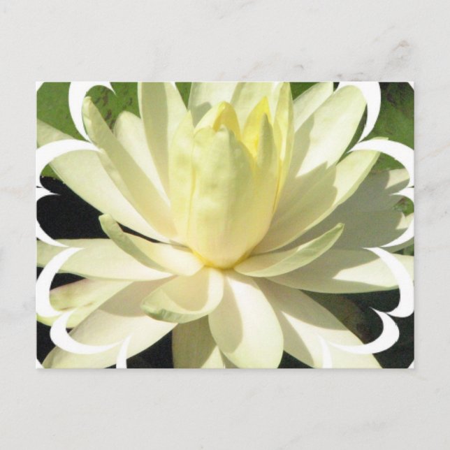 White Water Lilie Postcard Postkarte (Vorderseite)