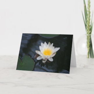 "White Water Lily" Blume Foto Grußkarte Karte