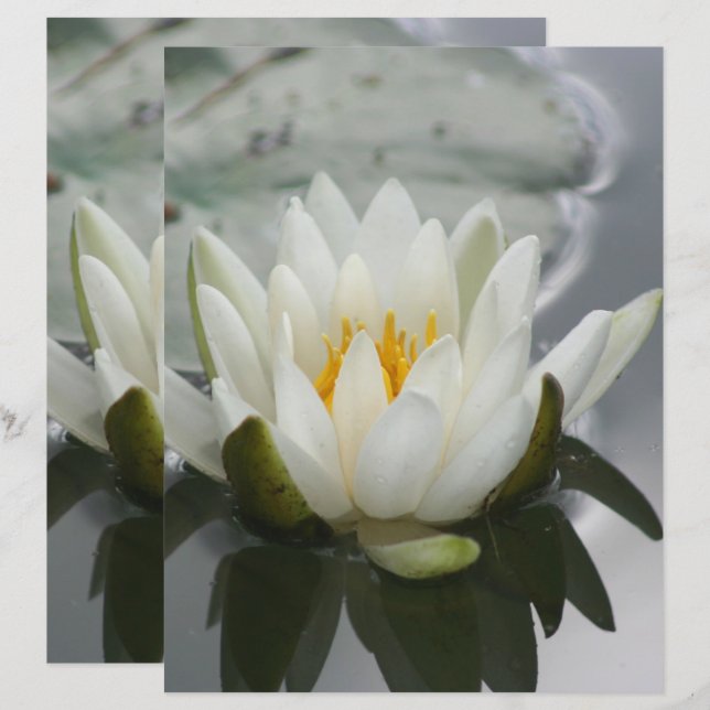 White Water Lily Lotus Blossom Blume Scrapbook (Vorne/Hinten)