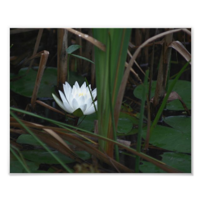 White Water Lily Lotus Lilypads 10x8 Blume Fotodruck (Vorne)