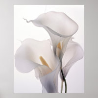 White Wedding Calla Lily White Background