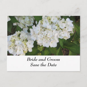 White Wedding Hydrangeas Ankündigungspostkarte