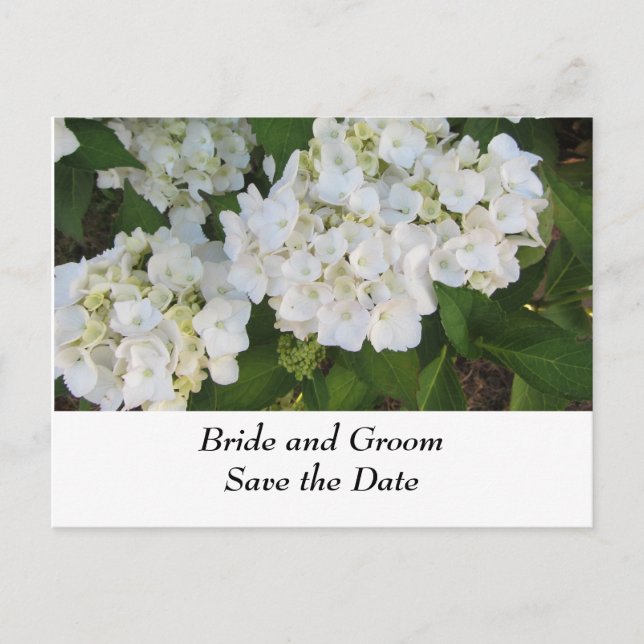White Wedding Hydrangeas Ankündigungspostkarte (Vorderseite)
