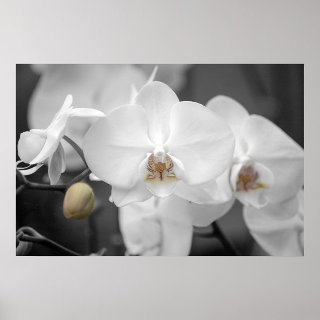 White Wedding Orchid Poster (Vorne)
