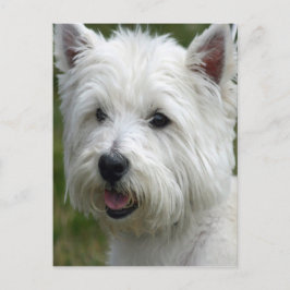 White West Highland Terrier Postcard Postkarte