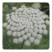 White Wild Blume Queen Anne's Lace