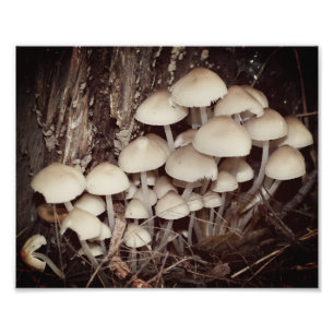 White Wild Mushroom Cluster 8x10 Fotodruck