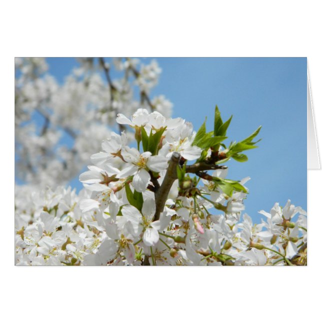 White Wisteria Blossoms (Vorderseite (Horizontal))