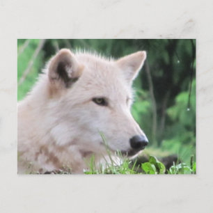 White Wolf Nah Up Profil Postkarte