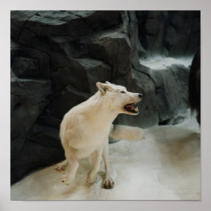 White Wolf Poster