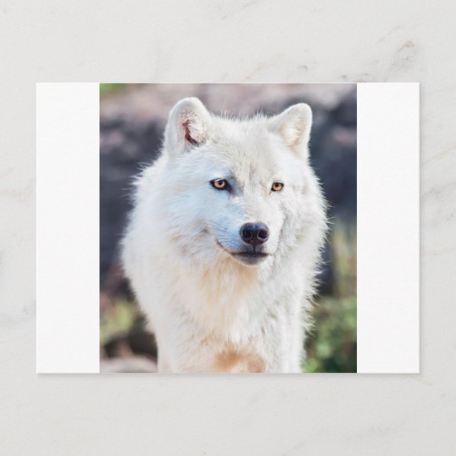 WHITE WOLF POSTKARTE (Vorderseite)