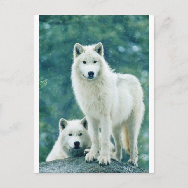 WHITE WOLF POSTKARTE (Vorderseite)