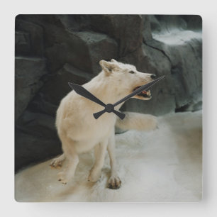 White Wolf Quadratische Wanduhr