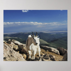 White Wool Rocky Mountain Goat steht auf Poster