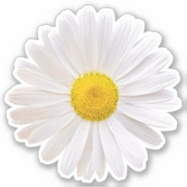 White Yellow Shasta Daisy Blume Kiss-Cut Sticker