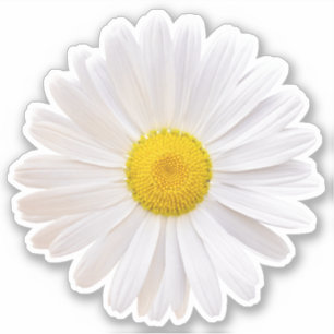 White Yellow Shasta Daisy Blume Kiss-Cut Sticker